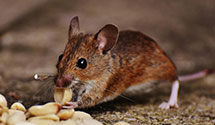 24 Hour & Emergency Exterminators in Laramie, WY
